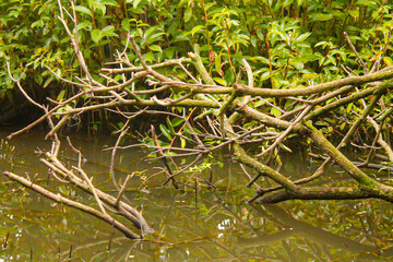 leaves and twigs on the river