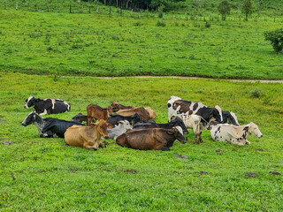 cows in a field