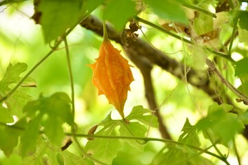 Ripe Balsam apple or Balsam pear or Bitter cucumber or Bitter gourd in garden.