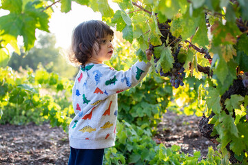 little girl picking a grape from a bunch in a field