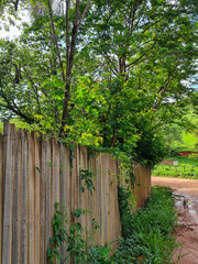 Fototapeta premium wooden fence