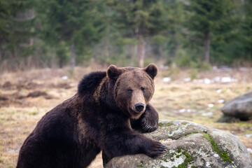 Plakat Brown bear in winter forest