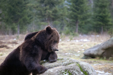 Brown bear in winter forest