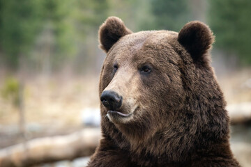 Obraz na płótnie Canvas Brown bear - close-up portrait