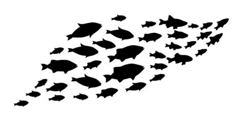 Silhouettes of groups of  fishes on white. Vector