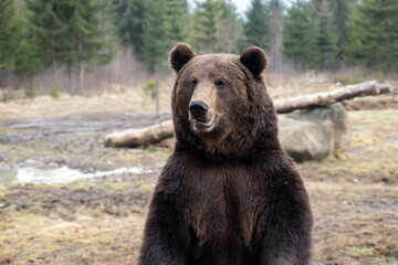 Obraz na płótnie Canvas Brown bear in winter forest