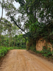 Fototapeta premium path in the forest