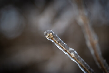A bud on the tip of a tree branch completely covered in ice during a freeze storm