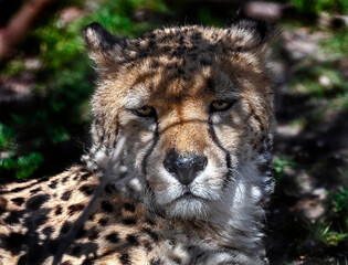 Cheetah at rest on the lawn. Latin name - Acinonyx jubatus