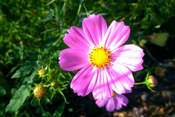 Fototapeta premium Pink flower on a background of greenery in summer on a sunny day close-up blurred background