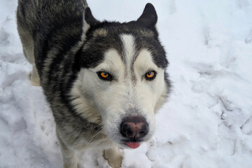 Husky in the snow in winter showed his tongue