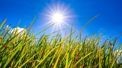 【自然風景】眩しい太陽光と青空の下の草原の様子　ローアングル
