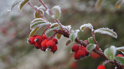 Fruit givrés au jardin