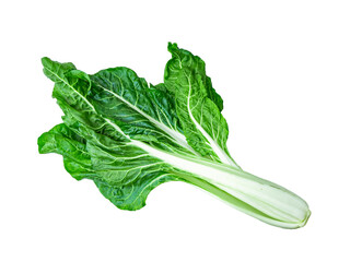 isolated green swiss chard or silver beet whole plant the edible leaf lettuce vegetable for healthy food and vegan salad ingredient with clipping path on white background