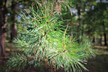 Naklejka na ściany i meble pine branch spruce forest pine needles greens nature