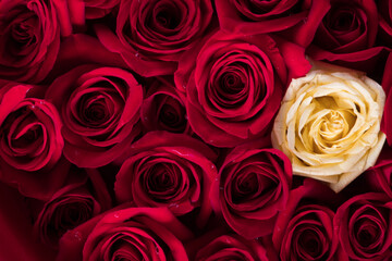 red roses background