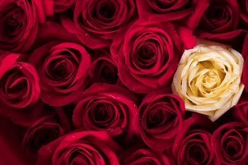 Hintergrund der roten Rosen © Javier
