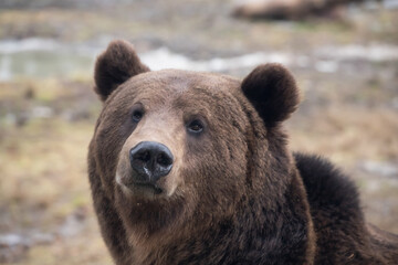 Obraz na płótnie Canvas Brown bear - close-up portrait