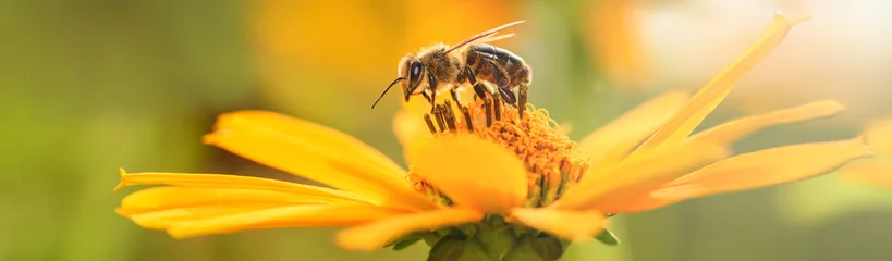 Fototapete Biene Biene und Blume. Nahaufnahme einer großen gestreiften Biene, die an einem sonnigen hellen Tag Pollen auf einer gelben Blume sammelt. Banner. Sommer- und Frühlingshintergründe