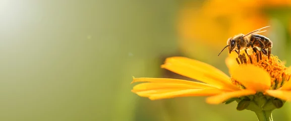 Foto op Aluminium Bij en bloem. Close up van een grote gestreepte bij die stuifmeel verzamelt op een gele bloem op een zonnige heldere dag. Banner, aan de linkerkant is een lege ruimte voor de tekst. Zomer en lente achtergronden © borislav15