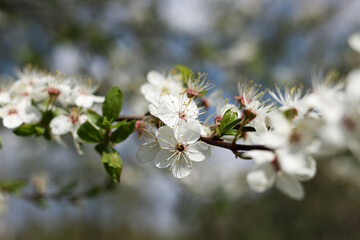 Spring blossom. Branch of a blossoming apple tree on garden background