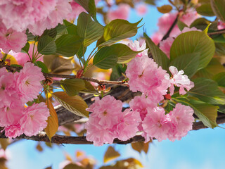 Branch of Prunus Kanzan cherry with pink double flowers and green leaves, close up. Prunus serrulata, flowering ornamental deciduous tree. Called as Kwanzan or Sekiyama cherry, Japanese cherry, Sakura