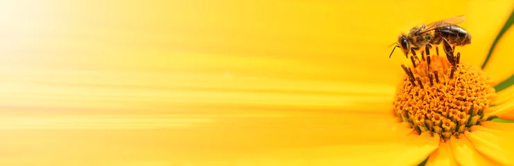 Foto op Aluminium ..Bij en bloem. Close up van een grote gestreepte bij die stuifmeel verzamelt op een gele bloem op een zonnige heldere dag. Banner, aan de linkerkant is een lege ruimte voor de tekst. Zomer en lente achtergronden © borislav15