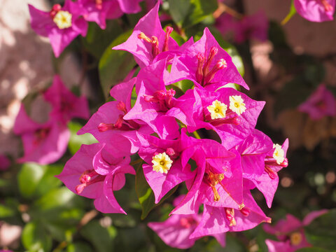 Bougainvillea spectabilis, glabra or buttiana known as great bougainvillea. Flowering plant in the family Nyctaginaceae. Evergreen Paperflower is ornamental plant, woody vine shrub with pink flowers.
