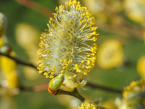 Yellow weeping Pussy Willow tree or Goat Willow shrub with covered golden male catkins on branches, close up. Catkin-bearing shrub with many bright blooming flowers.