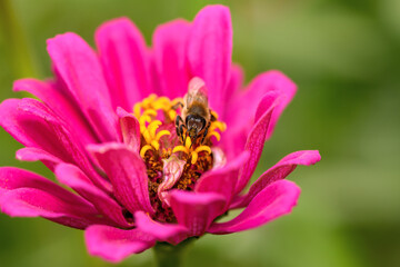 .Bee and flower. Close up of a large striped bee collecting pollen on a pink flower on a Sunny bright day. Macro horizontal photography. Summer and spring backgrounds