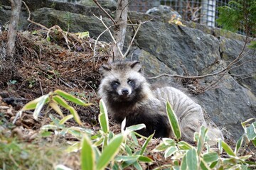 Japanese raccoon dog (Tanuki) in Nikko, Japan