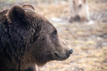 Naklejka premium Brown bear in winter forest