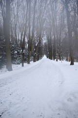 Photos,nature,wite snow,outside,frozen lake,birds,road in park,walking