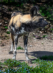 African hunting dog on the ground. Latin name - Lycaon pictus
