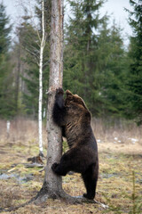 Brown bear in winter forest