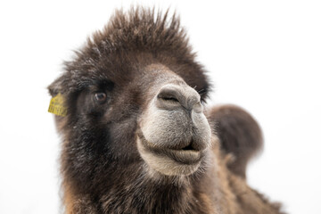 close up portrait of a camel