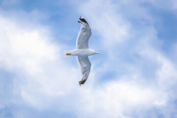 Seagull in flight.  Blue sky with white clouds. - 412920867