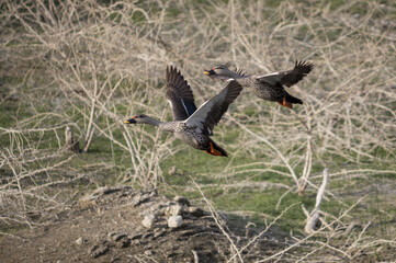 Indian spotted billed ducks flying from their breeding colony to get food. Mating pair of the ducks seen in rural parts of India. 