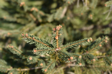 Colorado blue spruce
