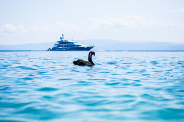 Two black swans in the sea. Blue water. A ship in the background. - 412921691