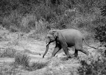 Indian male elephant tusker running towards the Ramganga river in Jim Corbett National Park, Uttarakhand. 