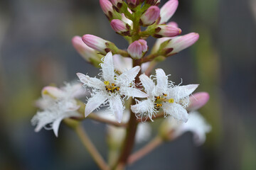 Common bogbean