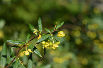 Gagnepains barberry