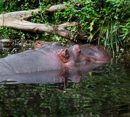 Hippopotamus in the river. Latin name - Hippopotamus amphibius