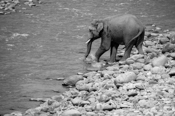Indian male elephant tusker entering the Ramganga river sucking the water through  its trunk and splashing over its body,  at Jim Corbett National Park, Uttarakhand. 