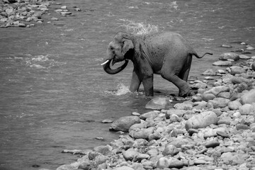 Indian male elephant tusker entering the Ramganga river sucking the water through  its trunk and splashing over its body,  at Jim Corbett National Park, Uttarakhand. 