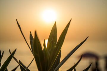 Dawn by the sea. Sunlight. The sun touches the leaves. Plant on the beach. - 412922610