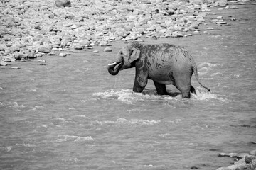 Indian male elephant tusker entering the Ramganga river sucking the water through  its trunk and splashing over its body,  at Jim Corbett National Park, Uttarakhand. 