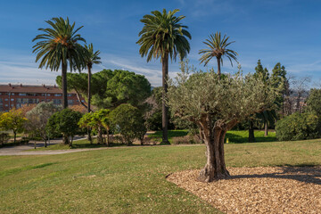 Fototapeta premium Splendid day in the park, with an olive tree in the cenreo and some palm trees