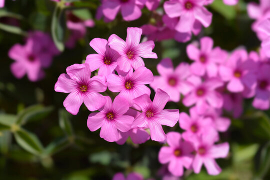 Pink wood sorrel